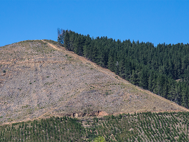 Tree Line - Photography by Garry Pearce
